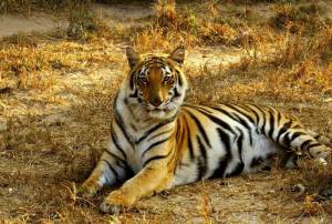 Раскраска тигр бенгальский #36 #522344