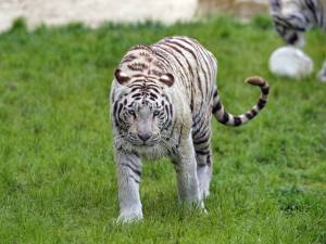 Раскраска тигр бенгальский #37 #522345