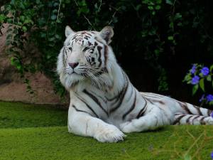 Раскраска тигр бенгальский #38 #522346
