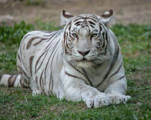 Раскраска тигр бенгальский #39 #522347