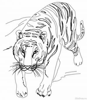 Раскраска тигр для детей 6 7 лет #1 #522386