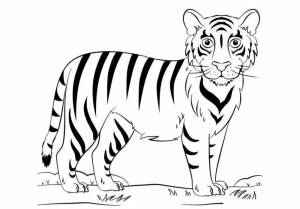 Раскраска тигр для детей 6 7 лет #6 #522391