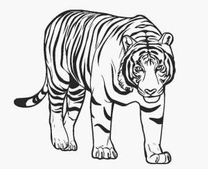 Раскраска тигр для детей 6 7 лет #11 #522396