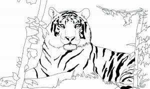 Раскраска тигр для детей 6 7 лет #19 #522404