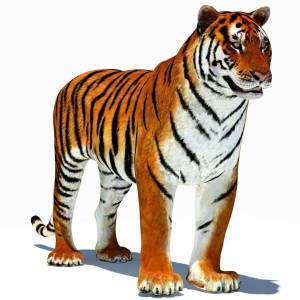 Раскраска тигр для малышей #1 #522422