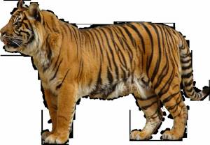 Раскраска тигр для малышей #17 #522438
