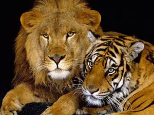 Раскраска тигр и лев #1 #522446