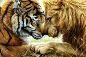 Раскраска тигр и лев #2 #522447
