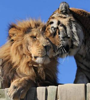 Раскраска тигр и лев #3 #522448