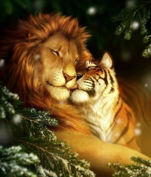 Раскраска тигр и лев #4 #522449