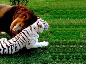 Раскраска тигр и лев #5 #522450