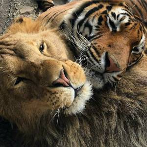 Раскраска тигр и лев #6 #522451