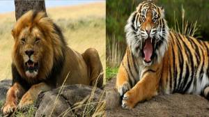 Раскраска тигр и лев #7 #522452