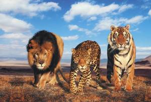 Раскраска тигр и лев #8 #522453