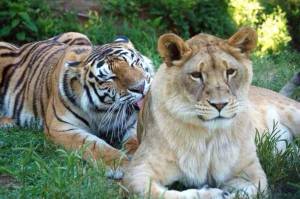 Раскраска тигр и лев #9 #522454