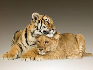 Раскраска тигр и лев #13 #522458