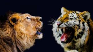 Раскраска тигр и лев #15 #522460