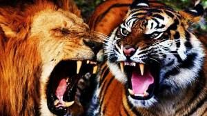 Раскраска тигр и лев #16 #522461