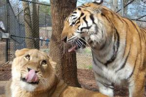 Раскраска тигр и лев #18 #522463