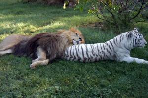 Раскраска тигр и лев #19 #522464