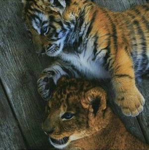 Раскраска тигр и лев #20 #522465