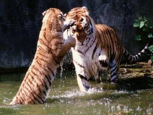 Раскраска тигр и лев #22 #522467
