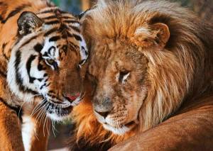 Раскраска тигр и лев #23 #522468