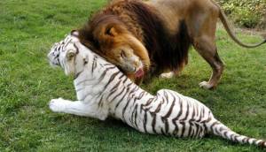 Раскраска тигр и лев #24 #522469