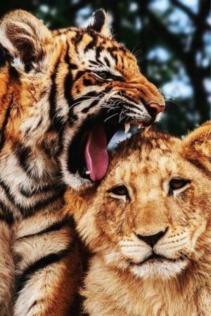 Раскраска тигр и лев #25 #522470