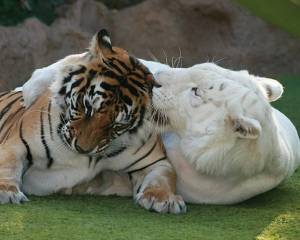 Раскраска тигр и лев #31 #522476