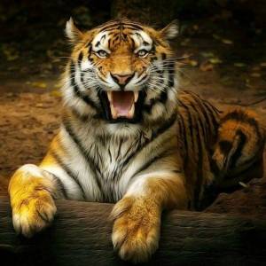 Раскраска тигр и лев #35 #522480