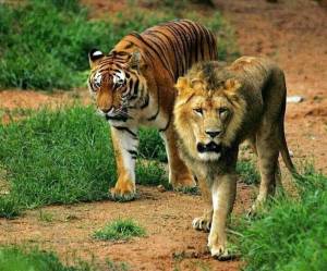 Раскраска тигр и лев #38 #522483