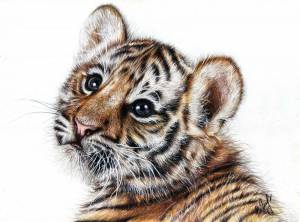Раскраска тигр рисунок #5 #522525