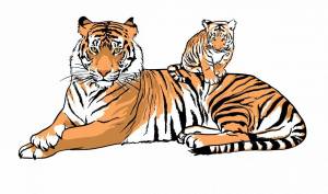 Раскраска тигр рисунок #6 #522526