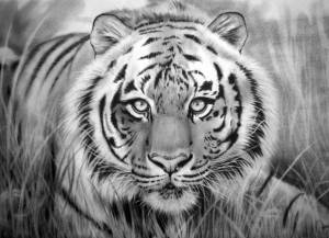Раскраска тигр рисунок #9 #522529