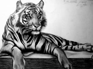 Раскраска тигр рисунок #10 #522530