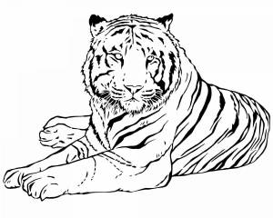 Раскраска тигр рисунок #21 #522541