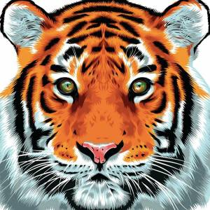 Раскраска тигр рисунок #24 #522544