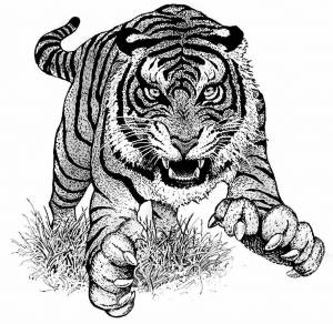 Раскраска тигр рисунок #29 #522549