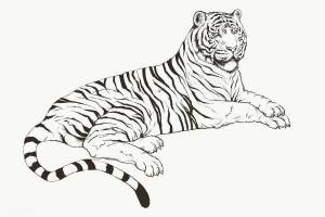 Раскраска тигр рисунок #31 #522551