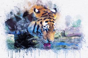 Раскраска тигр рисунок #35 #522555