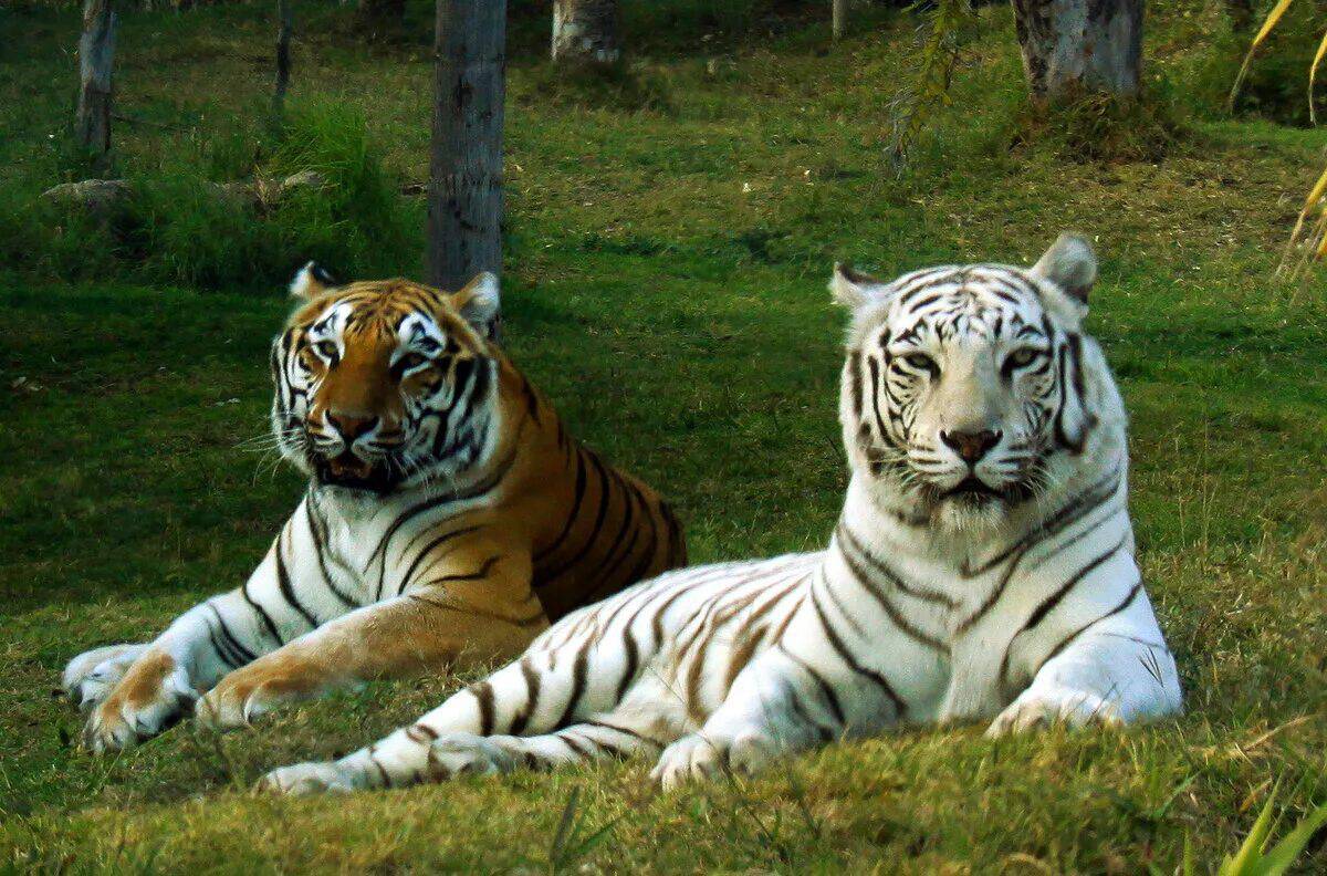 Тигр бенгальский #2