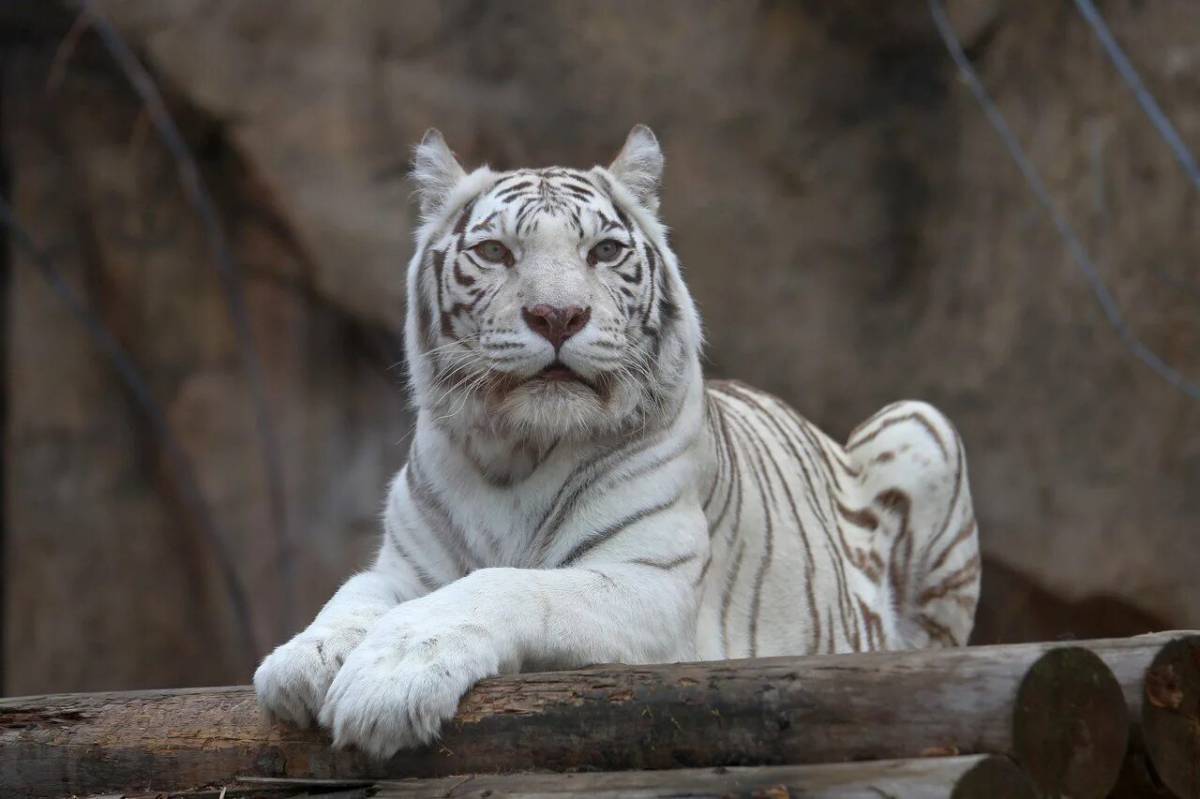 Тигр бенгальский #5
