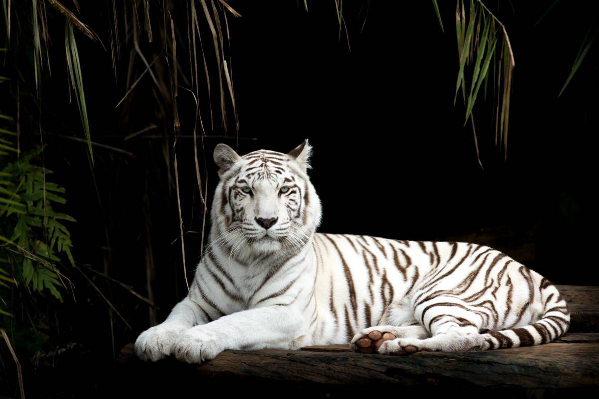 Тигр бенгальский #8