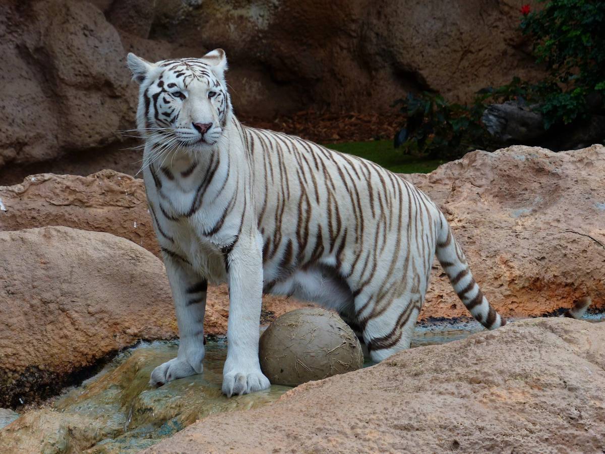 Тигр бенгальский #10
