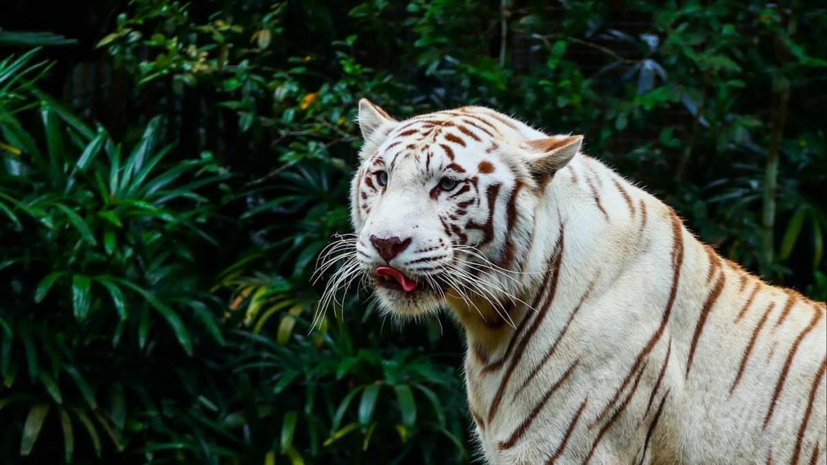 Тигр бенгальский #11