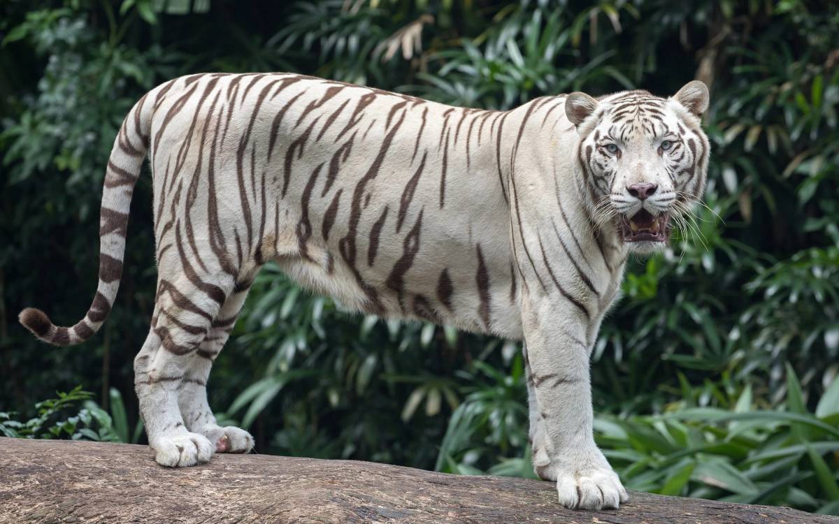 Тигр бенгальский #16