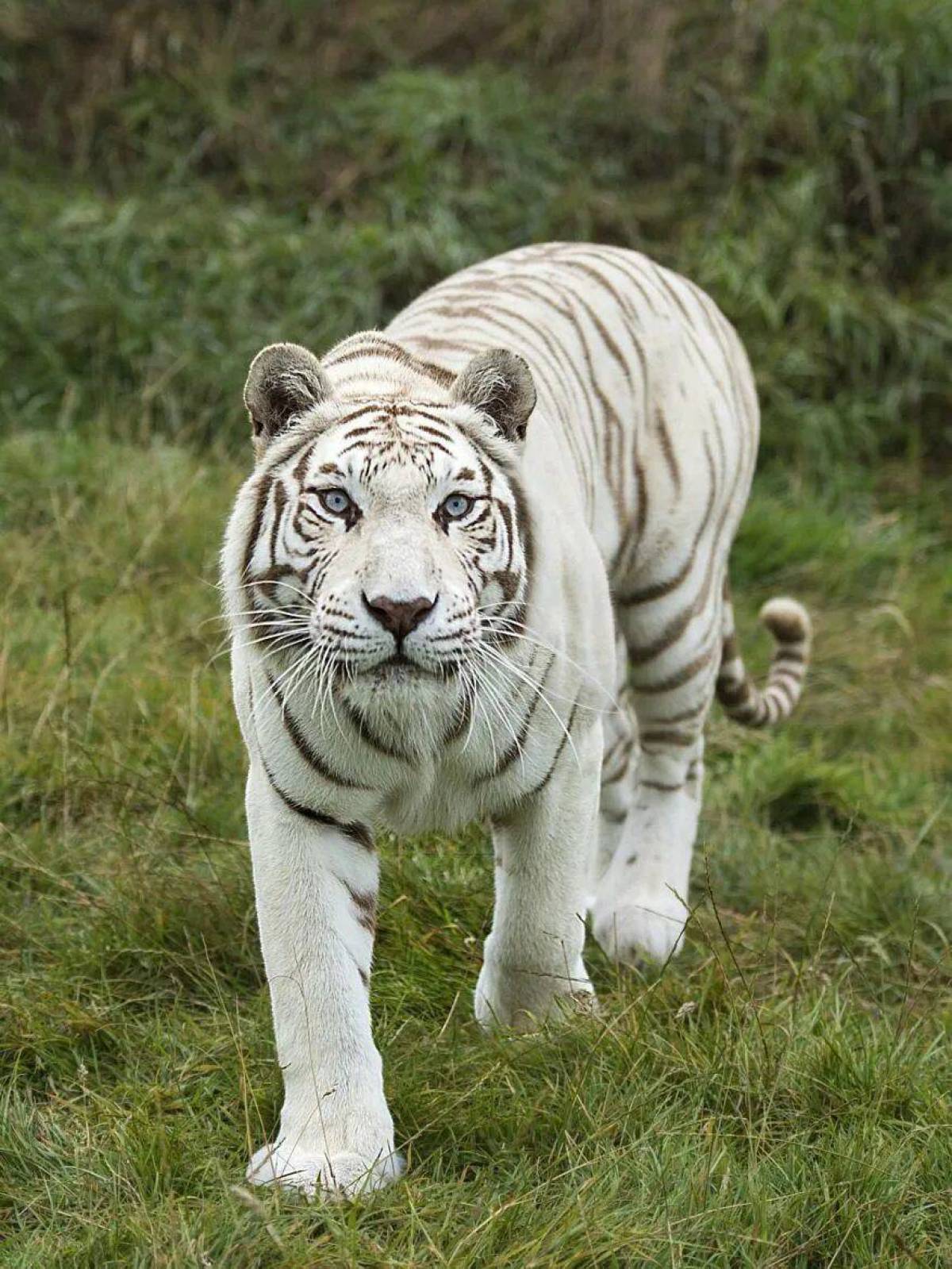 Тигр бенгальский #17