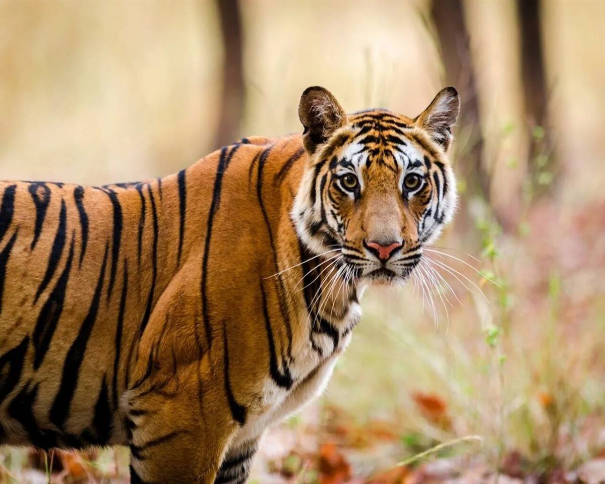 Тигр бенгальский #23