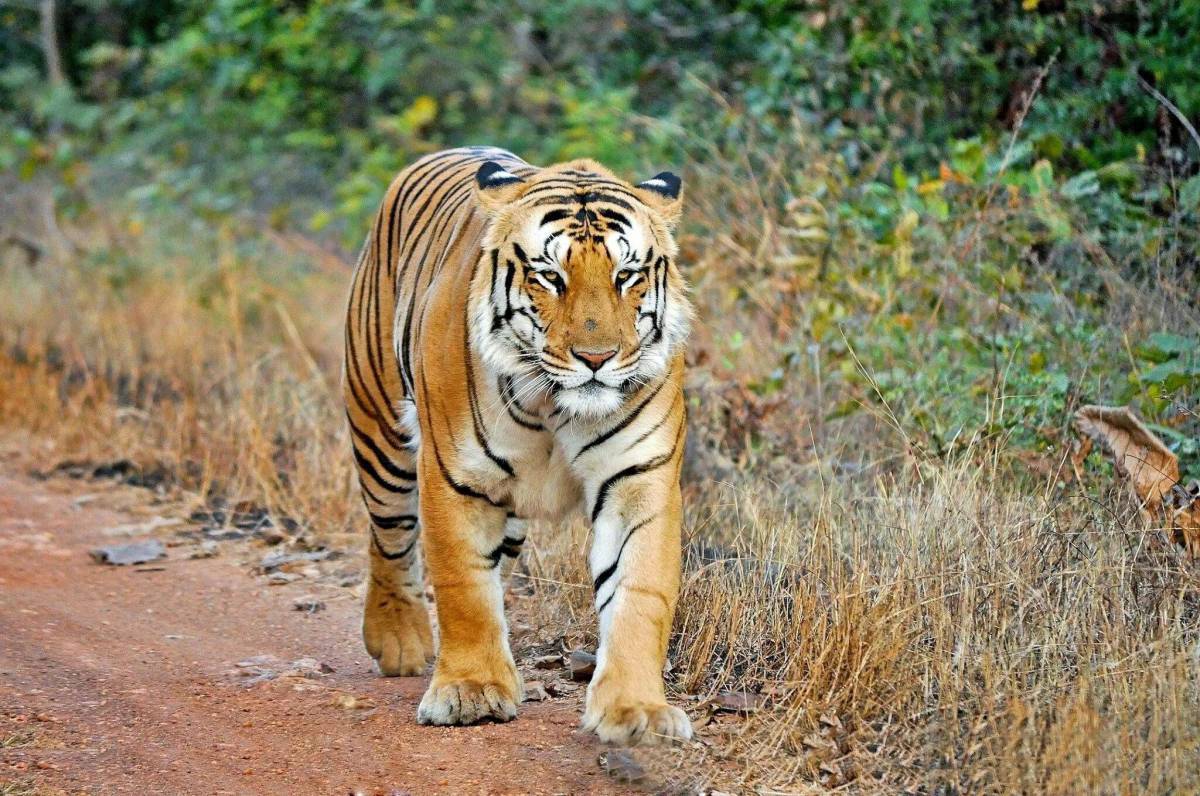 Тигр бенгальский #26
